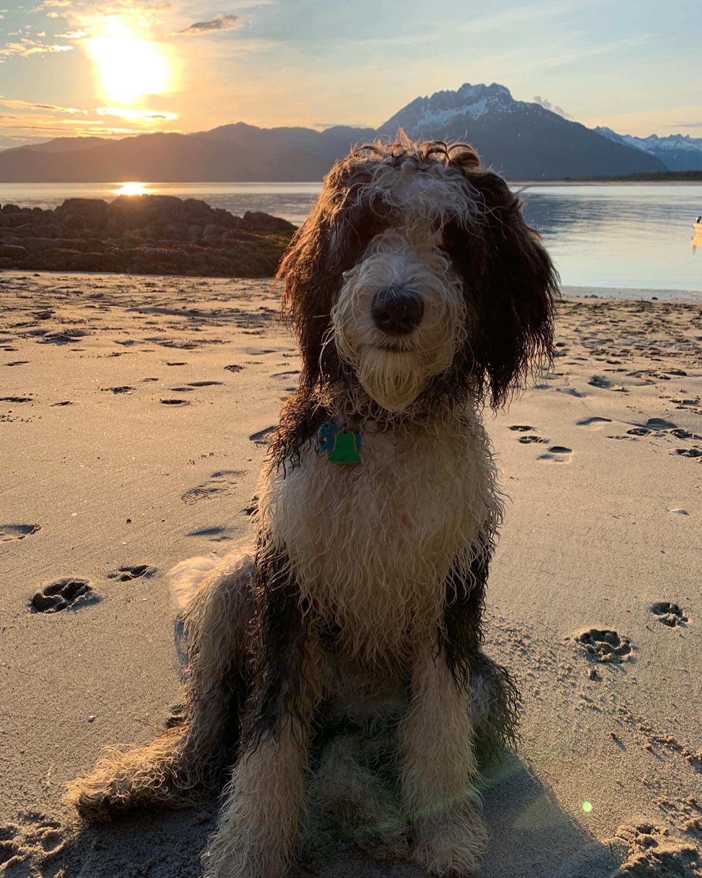 MISSING DOG