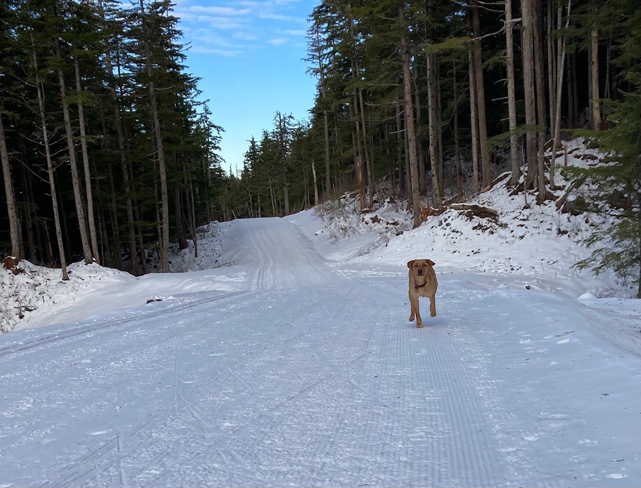 Groomer Gisli’s Tail Tips