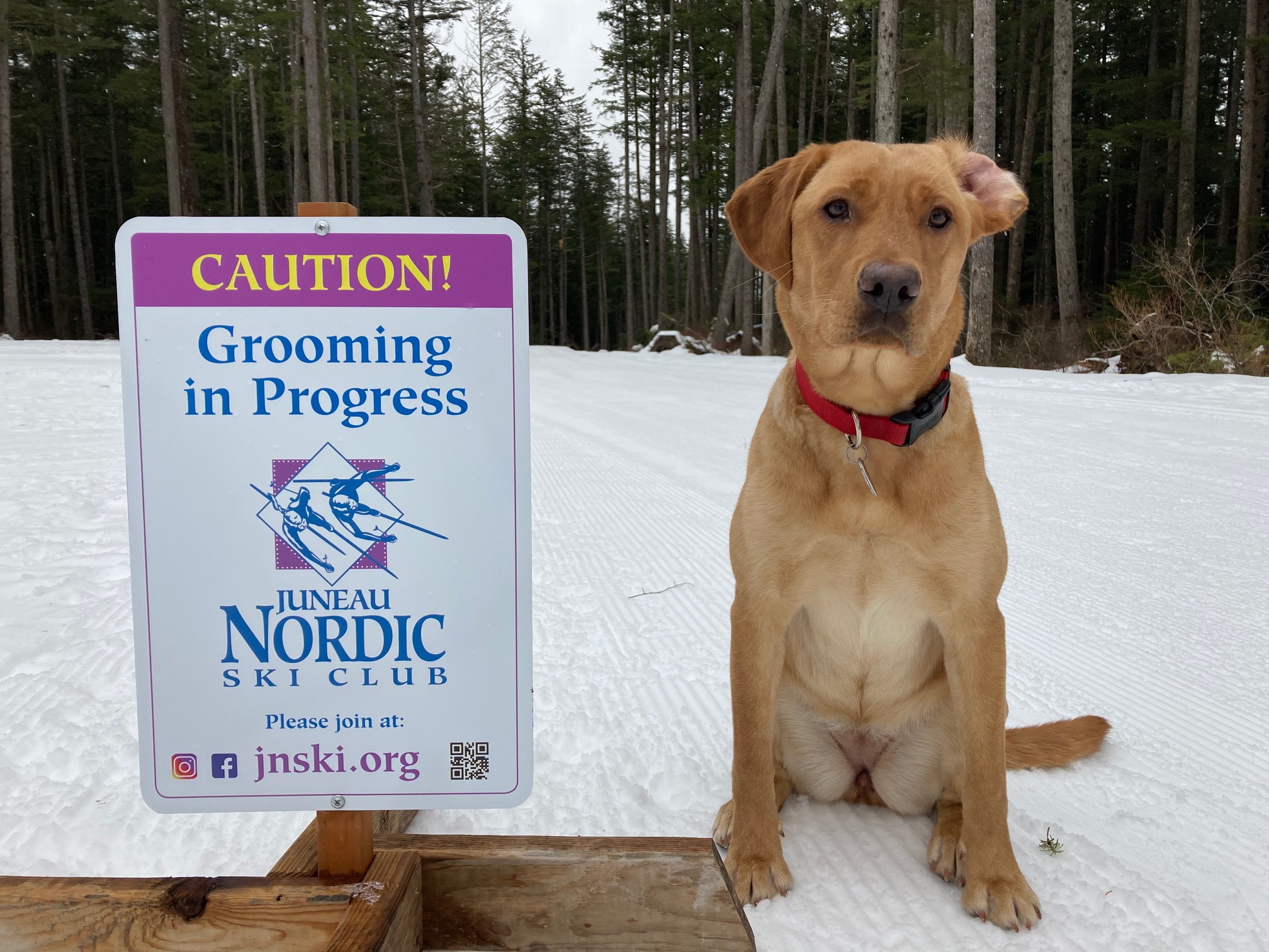 T(r)ail tips from Groomer Gisle – sticks and stones and diggers