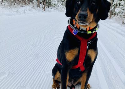 Lost Dog – FOUND!