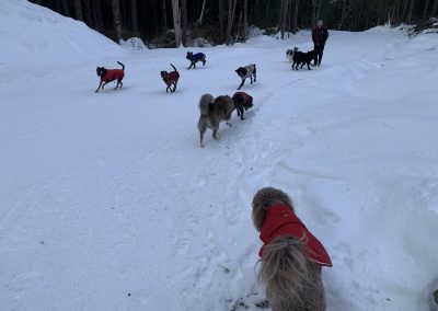 Release Your Inner Hound?